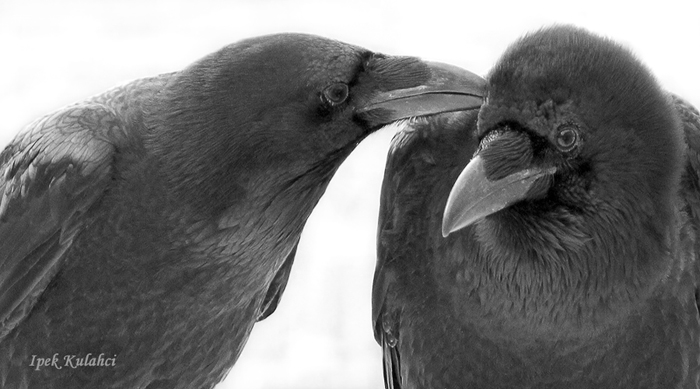 Ipek Kulahci- Preening ravens